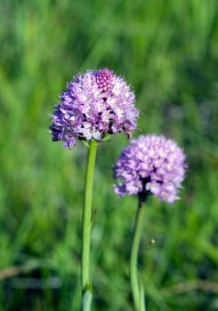 Kugelbluetiges Knabenkraut, Kugelorchis, Traunsteinera globosa