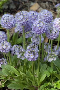 Kugelprimel, Primula, denticulata