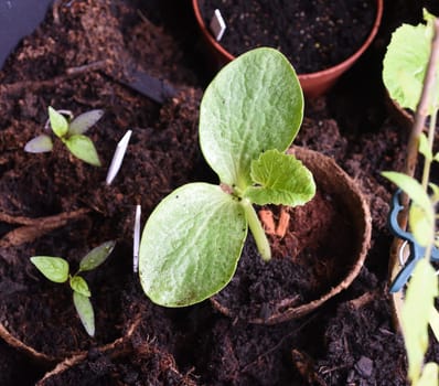 Kuerbispflanze, Jungpflanze, Cucurbita, Keimling