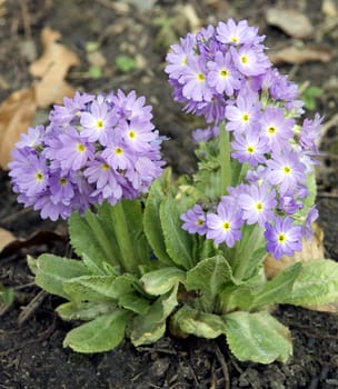 Kugelprimel, Primula, denticulata