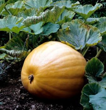 Kuerbis, Curcurbita maxxima, Speisekürbis, Gartenfrucht, Kuerbisse, Cucurbita, Halloween.