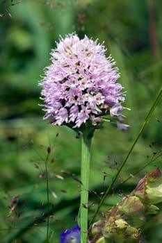 Kugelbluetiges Knabenkraut