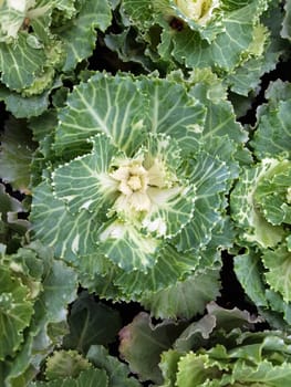 Zierkohl, Brassica, oleracea, var., acephala