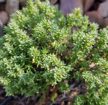 Kugelthymian, weiss, Thymian, Kraeuter, Heilpflanze