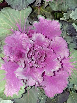 Zierkohl, Brassica, oleracea, var., acephala