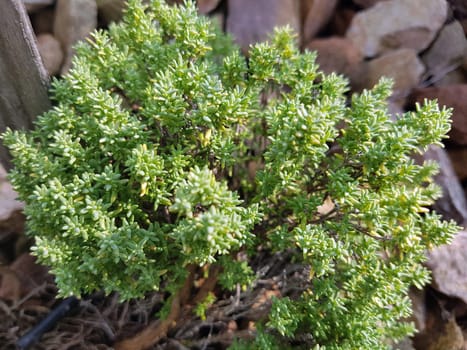Kugelthymian, weiss, Thymian, Kraeuter, Heilpflanze
