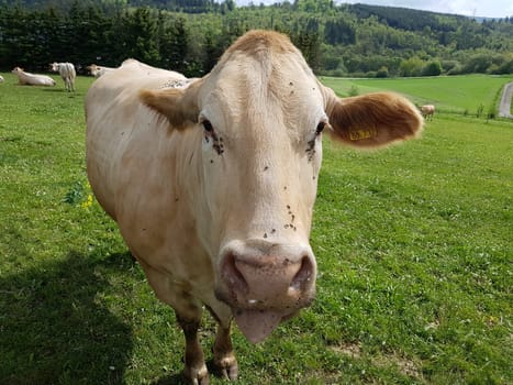 Kuhweide mit Rinder der Rasse Aquitaine. Cow pasture with cattle of the Aquitaine breed.