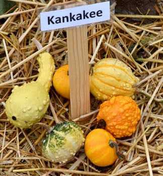 Kankakee, ist ein Zierkuerbis und eine schoene attraktive Gartenfrucht. Kankakee, is a Ornamental pumpkin  and a beautiful attractive garden fruit.