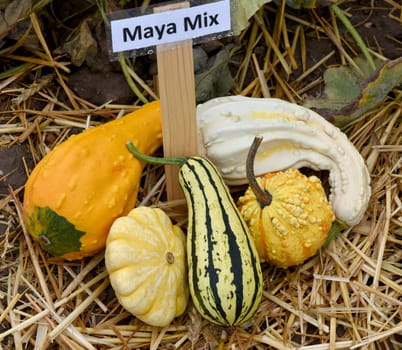 Maya Mix, ist ein Zierkuerbis und eine schoene attraktive Gartenfrucht. Maya Mix, is a Ornamental pumpkin  and a beautiful attractive garden fruit.