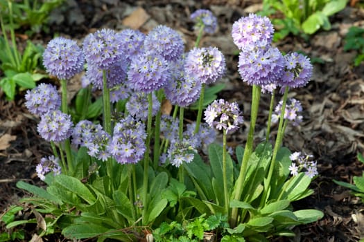 Kugelprimel, Primula denticulata