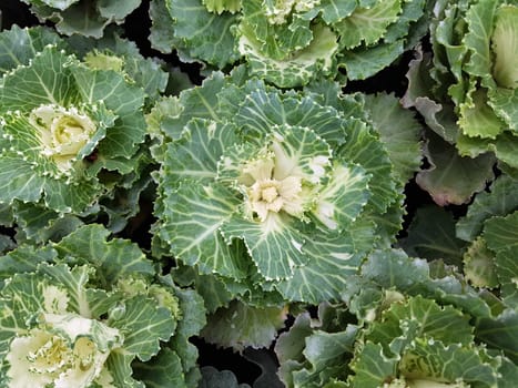 Zierkohl, Brassica, oleracea, var., acephala