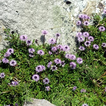 Herzblaettrige Kugelblume, Globularia cordifolia