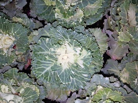 Zierkohl, Brassica, oleracea, var., acephala
