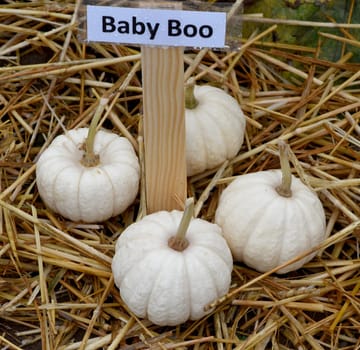 Baby Boo, ist ein Zierkuerbis und eine schoene attraktive Gartenfrucht. Baby Boo, is a Ornamental pumpkin  and a beautiful attractive garden fruit.