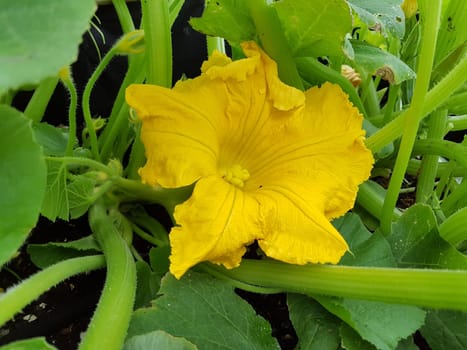 Hokkaidokuerbis, Cucurbita maxima, convar. hubbardiana