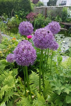 Zierlauch, Riesenlauch, Allium, Giganteum