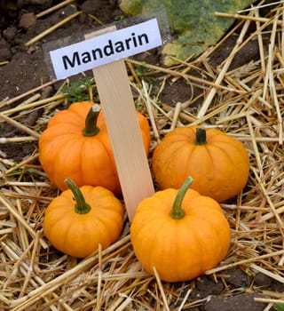 Mandarin, ist ein Zierkuerbis und eine schoene attraktive Gartenfrucht. Mandarin, is a Ornamental pumpkin  and a beautiful attractive garden fruit.