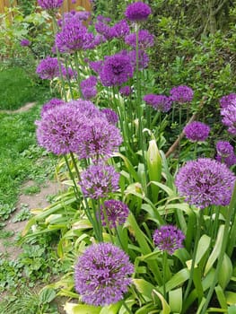 Zierlauch, Riesenlauch, Allium Giganteum ist eine wunderschoene Zierpflanze im Garten und hat lila Blueten. Ornamental Lily, Giant Lily, Allium Giganteum is a beautiful ornamental plant in the garden and has purple flowers.