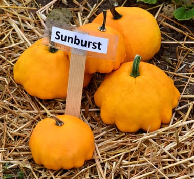Sunburst, ist ein Zierkuerbis und eine schoene attraktive Gartenfrucht. Sunburst, is a Ornamental pumpkin  and a beautiful attractive garden fruit.