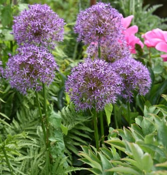 Zierlauch, Riesenlauch, Allium Giganteum ist eine wunderschoene Zierpflanze im Garten und hat lila Blueten. Ornamental Lily, Giant Lily, Allium Giganteum is a beautiful ornamental plant in the garden and has purple flowers.