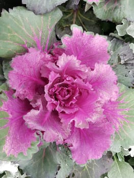 Zierkohl, Brassica, oleracea, var., acephala