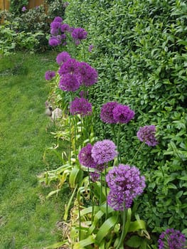 Zierlauch, Riesenlauch, Allium, Giganteum