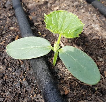 Kuerbispflanze, Jungpflanze, Cucurbita, Keimling
