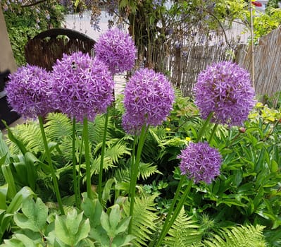 Zierlauch, Riesenlauch, Allium, Giganteum