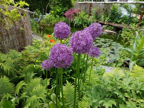 Zierlauch, Riesenlauch, Allium, Giganteum