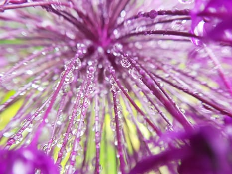Zierlauch, Riesenlauch, Allium, Giganteum