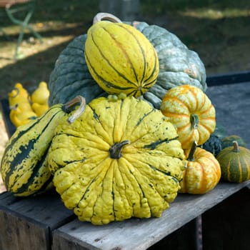 Kuerbis, Cucurbita, pepo