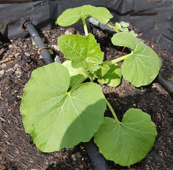 Kuerbispflanze, Jungpflanze, Cucurbita, Keimling