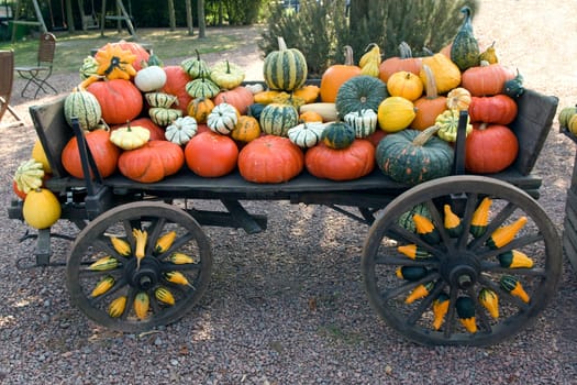 Kuerbis, Cucurbita, pepo