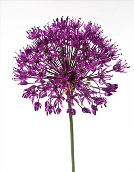 Zierlauch, Riesenlauch, Allium