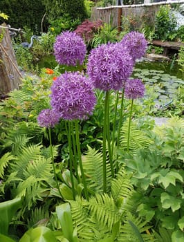 Zierlauch, Riesenlauch, Allium, Giganteum