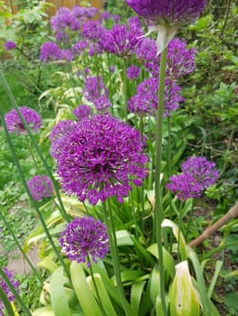 Zierlauch, Riesenlauch, Allium Giganteum ist eine wunderschoene Zierpflanze im Garten und hat lila Blueten. Ornamental Lily, Giant Lily, Allium Giganteum is a beautiful ornamental plant in the garden and has purple flowers.