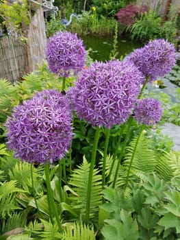 Zierlauch, Riesenlauch, Allium, Giganteum