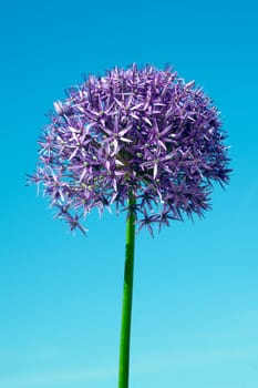 Riesenlauch, Allium, giganteum