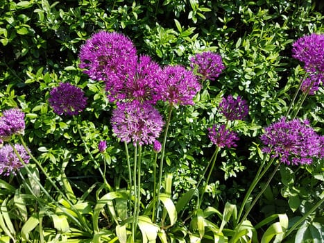 Zierlauch, Riesenlauch, Allium, Giganteum