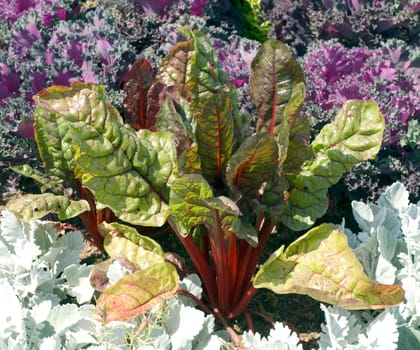 Ziermangold  Rumex sanguinensis