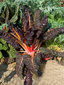 Ziermangold  Rumex sanguinensis