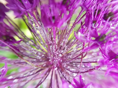 Zierlauch, Riesenlauch, Allium, Giganteum