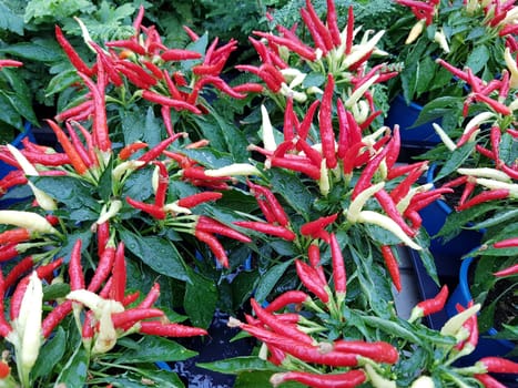 Topfchili, Zierpaprika, Capsicum Medusa, ist eine Gewuerz- und Zierpflanze mit roten und gelben Schoten die sehr scharf sind. Pot chili, ornamental paprika, Capsicum medusa, is a spice and ornamental plant with red and yellow pods that are very spicy.