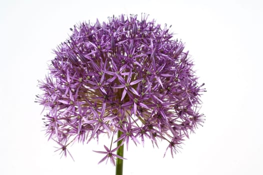 Riesenlauch, Allium, giganteum