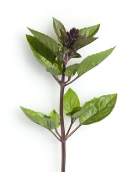 Zimtbasilikum, Strauchbasilikum, Basilikum, Ocimum