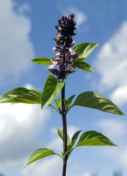 Zimtbasilikum, Strauchbasilikum, Basilikum, Ocimum