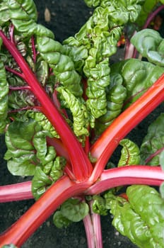 Ziermangold  Rumex sanguinensis