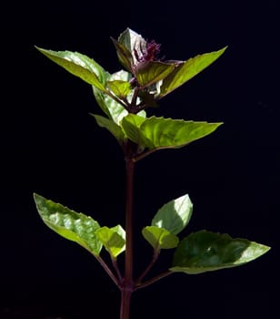Zimtbasilikum  Strauchbasilikum  Basilikum  Ocimum basilicum variation cinnamomum