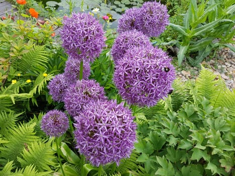 Zierlauch, Riesenlauch, Allium, Giganteum
