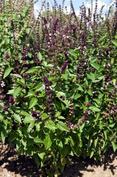 Zimtbasilikum  Basilikum  Ocimum basilicum variation cinnamomum